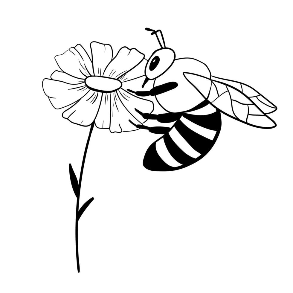 abeja de miel en flor aislada en blanco. insecto en estilo dibujado a mano. ilustración de garabato monocromático vectorial. vector