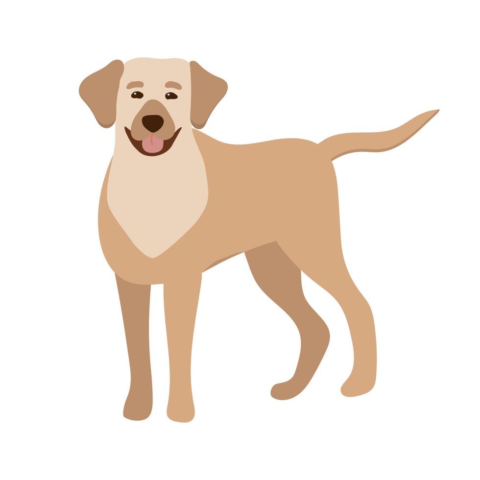 Labrador. Vector flat illustration of cute big dog Isolated on white