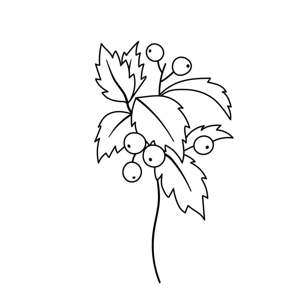 flor de acebo de navidad. planta vectorial de contorno aislada en blanco vector