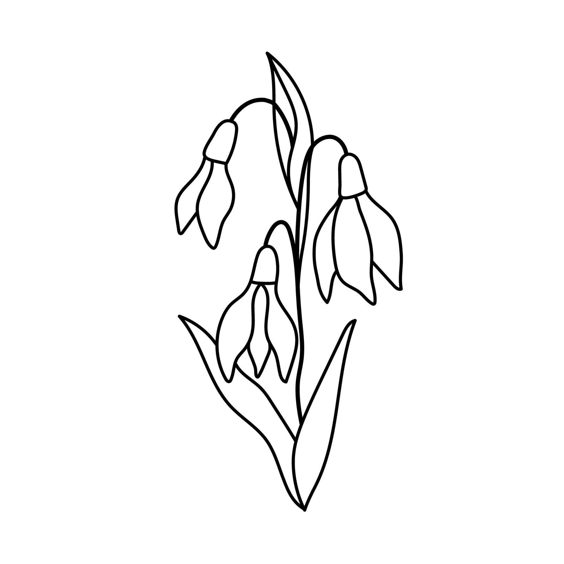 Snowdrop flower. Outline vector plant isolated on white 16023314 Vector ...