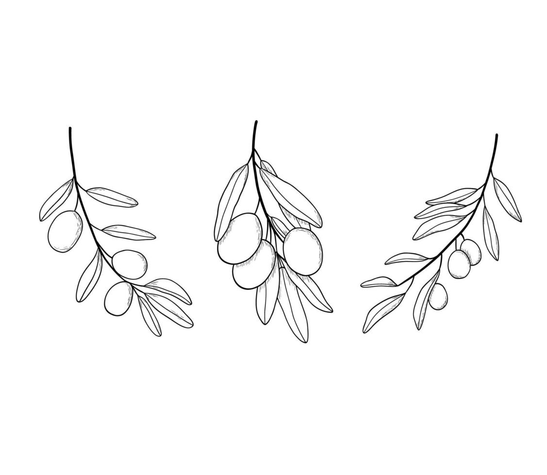 Olive branch line art drawing. Vector illustration with olive leaves isolated on white background. Botanical sketch of mediterranean cuisine