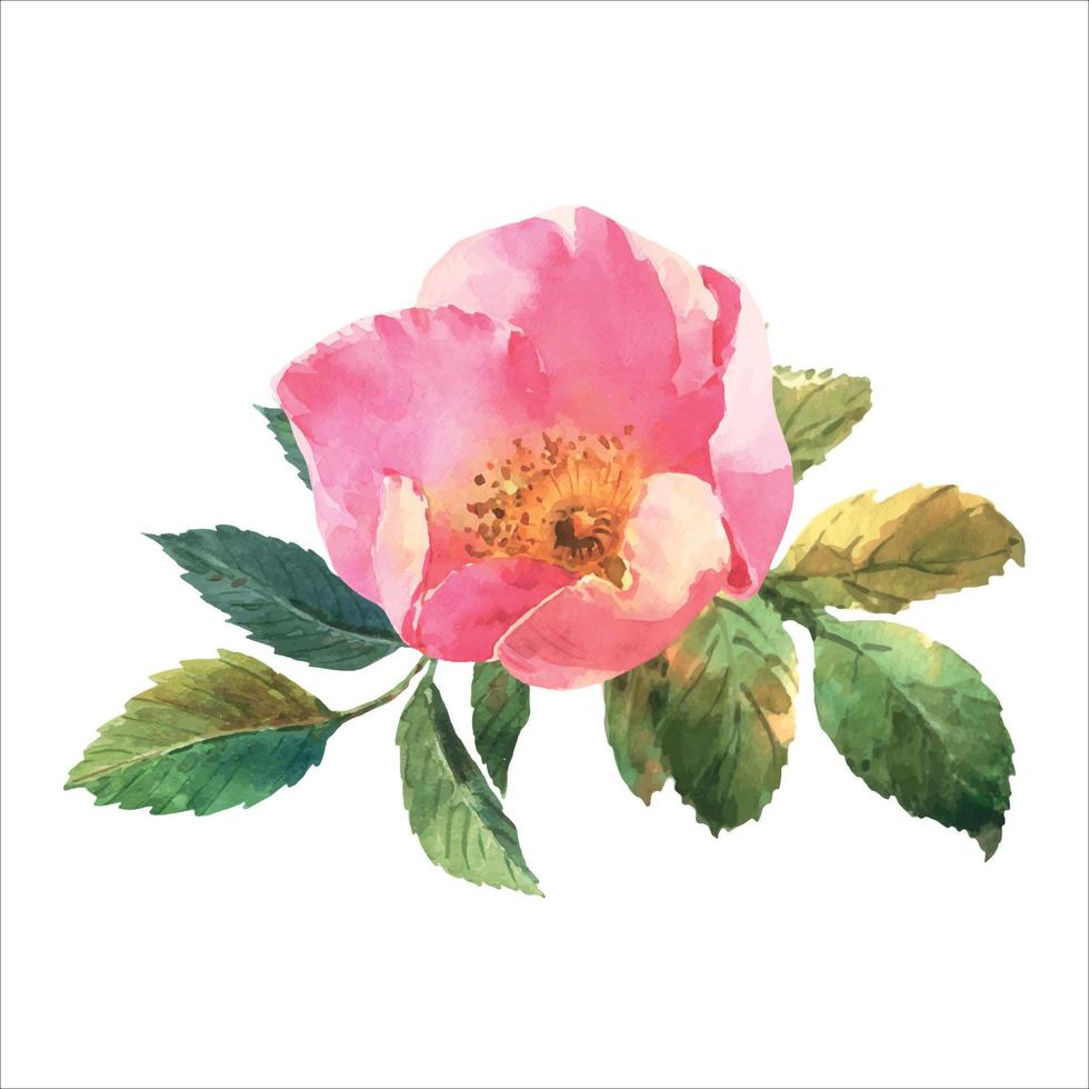 Rose Hip. Greeting card with watercolor wild flowers on a white background. Dog-rose. illustration.Use for scrapbooking, Invitations, books and journals, decoupage,cards for weddings, birthdays vector