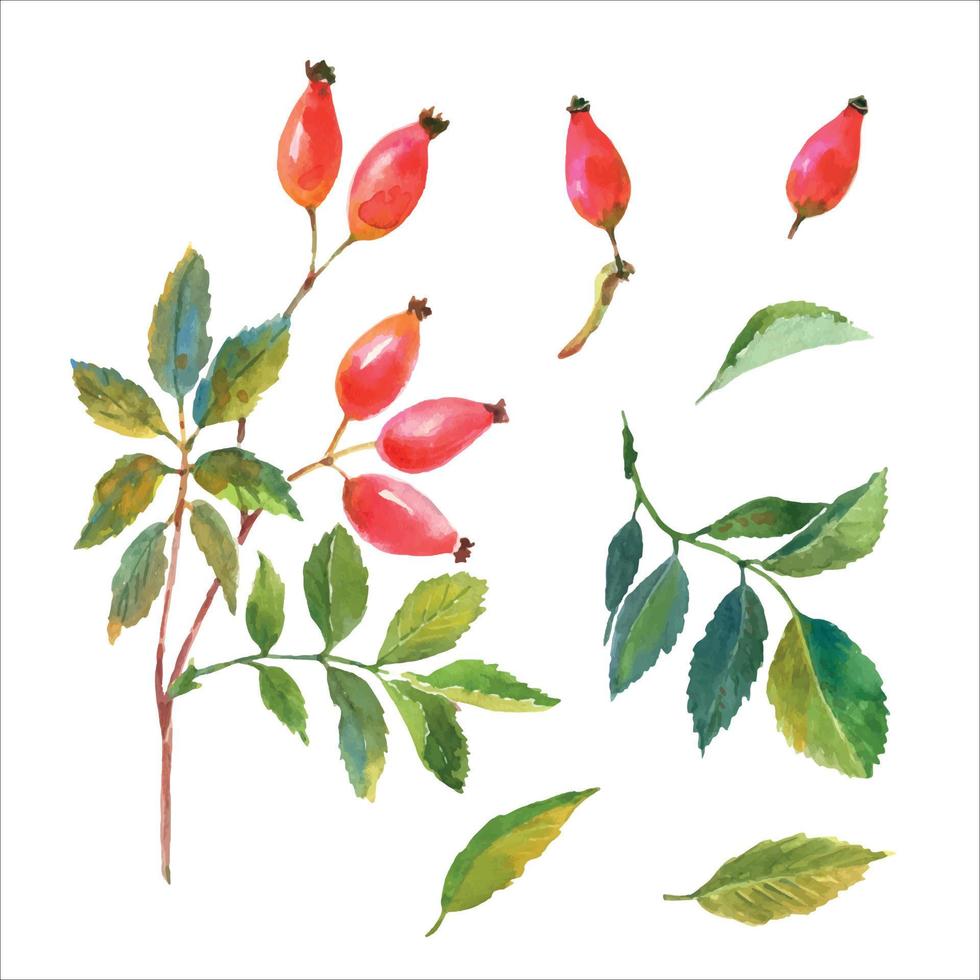 Watercolor set of Dog rose, Briar with red berries and green leaves. Hand drawn watercolor painting on white background. vector