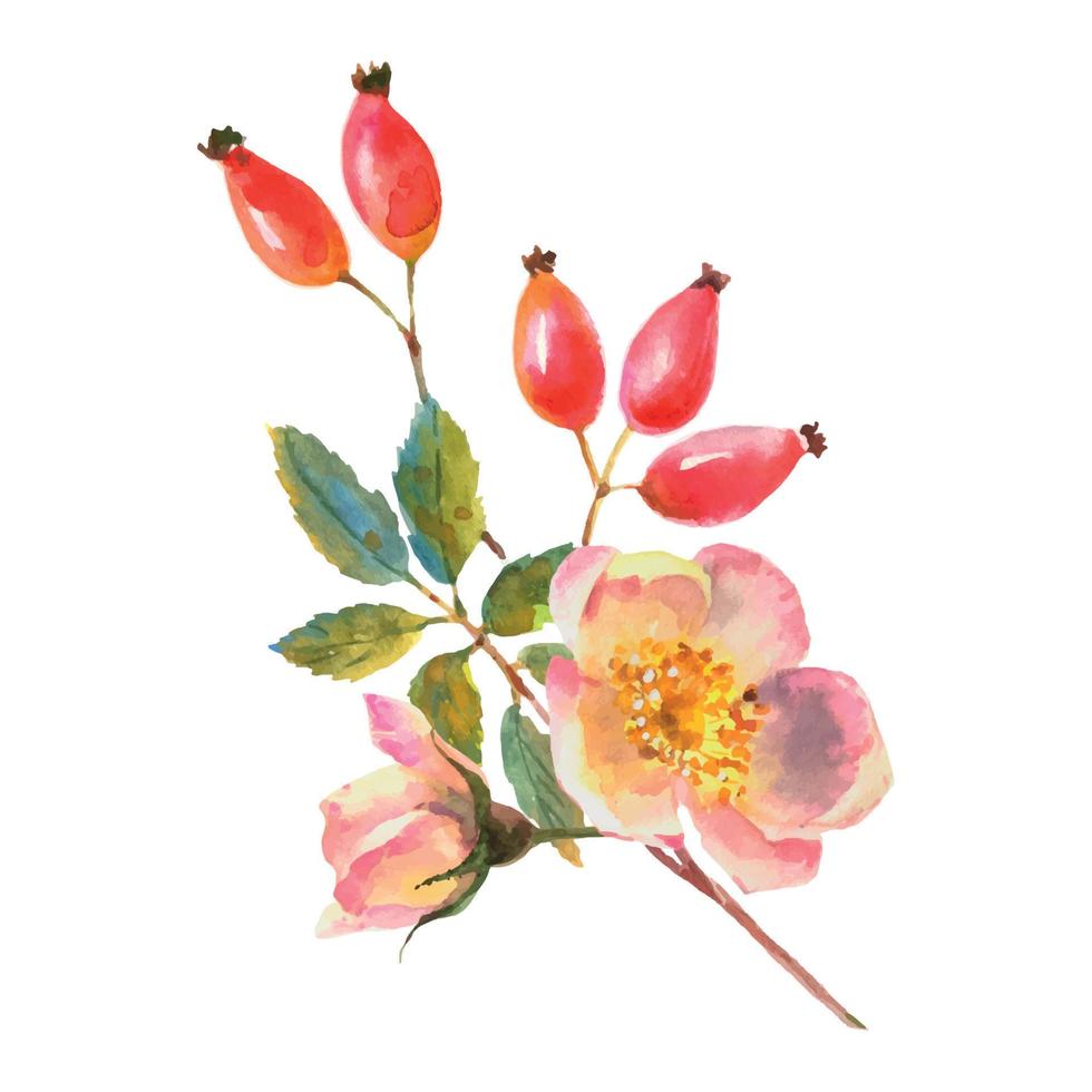 Rose Hip. Greeting card with watercolor wild flowers on a white background. Dog-rose. illustration.Use for scrapbooking, Invitations, books and journals, decoupage,cards for weddings, birthdays vector