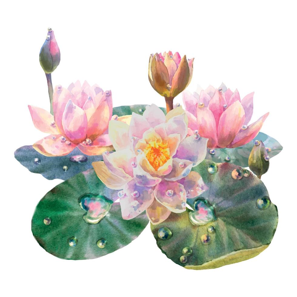 Botanical watercolor illustration of water lilies with leaves and dew drops on white background. vector