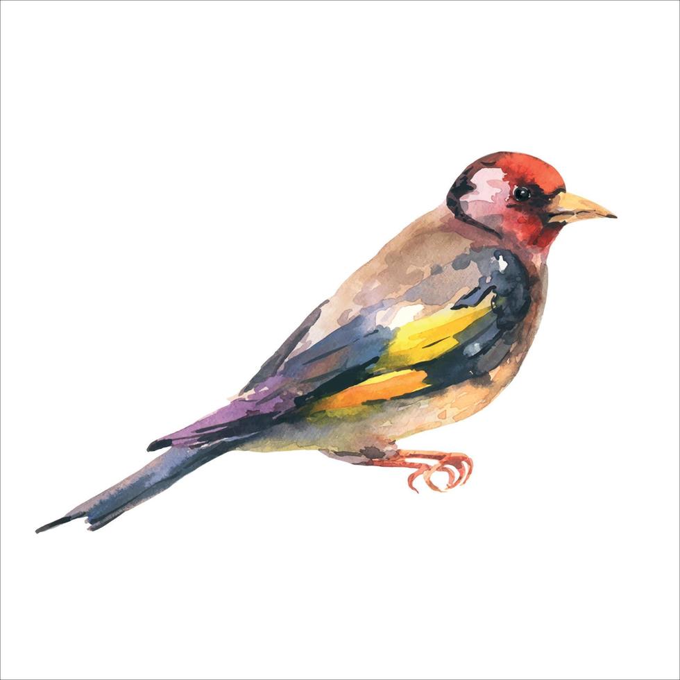 Goldfinch bird watercolor illustration. Hand drawn close up beautiful finch with black and yellow feathers. Goldfinch european song bird portrait isolated on white background. vector