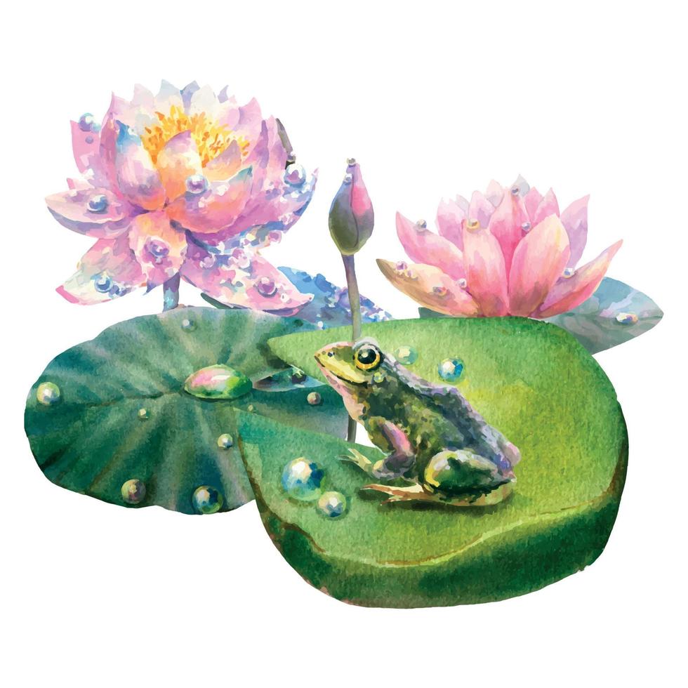 Watercolor illustration of water lily with dew drops and frog, isolated on white background, hand painted, vector