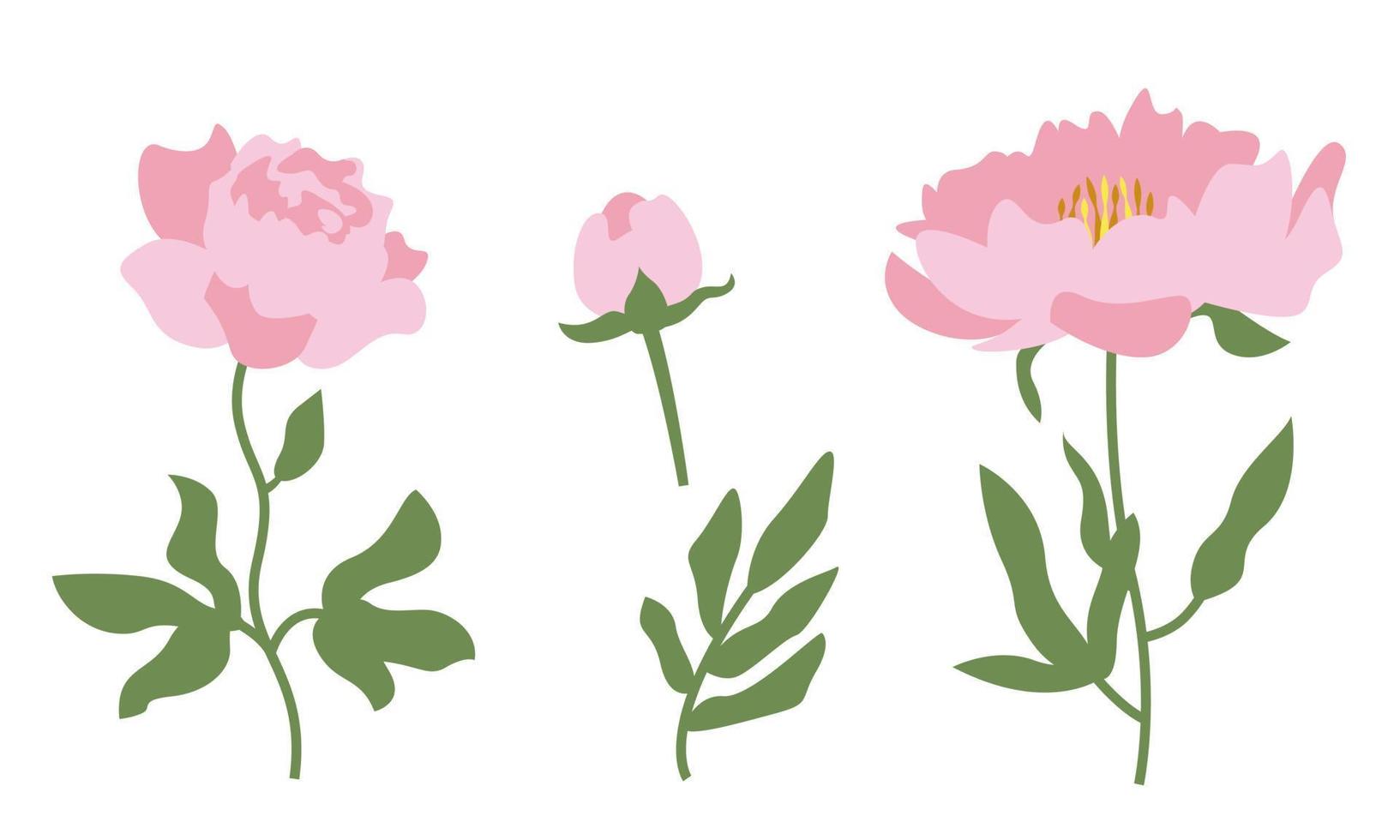 Set of peonies. vector