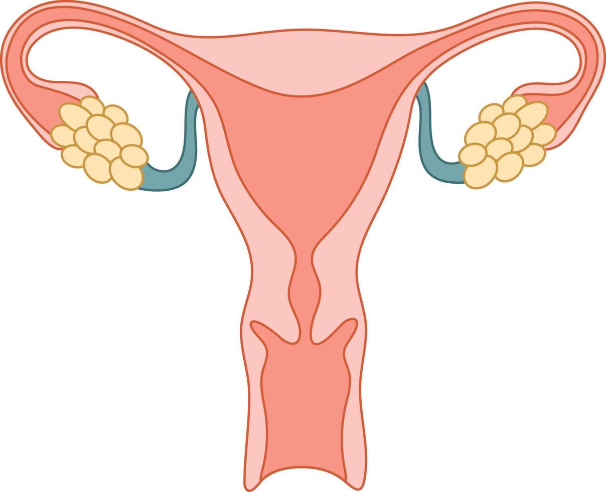 anatomía humana sistema reproductor femenino, órganos reproductores femeninos. esquema de ubicación de órganos útero. vector