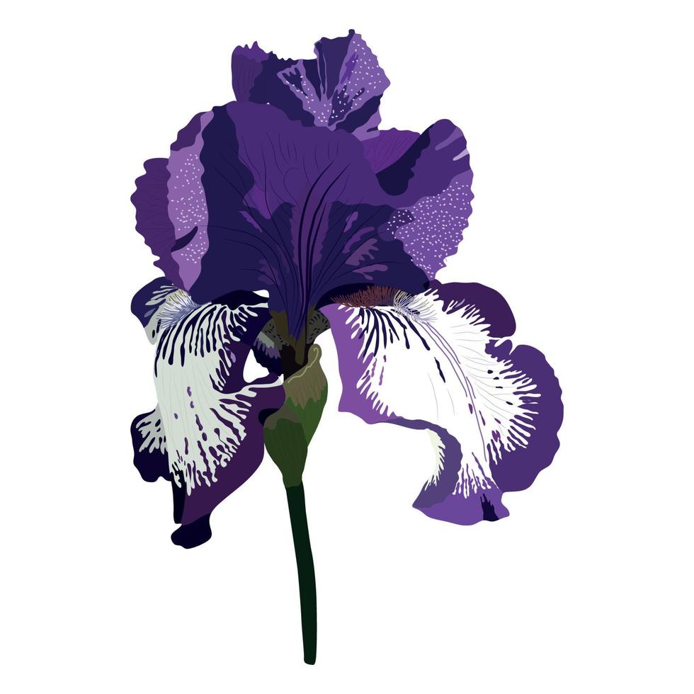 flor botánica floral de iris. flor silvestre de hoja de primavera salvaje aislada. iris aislados vector