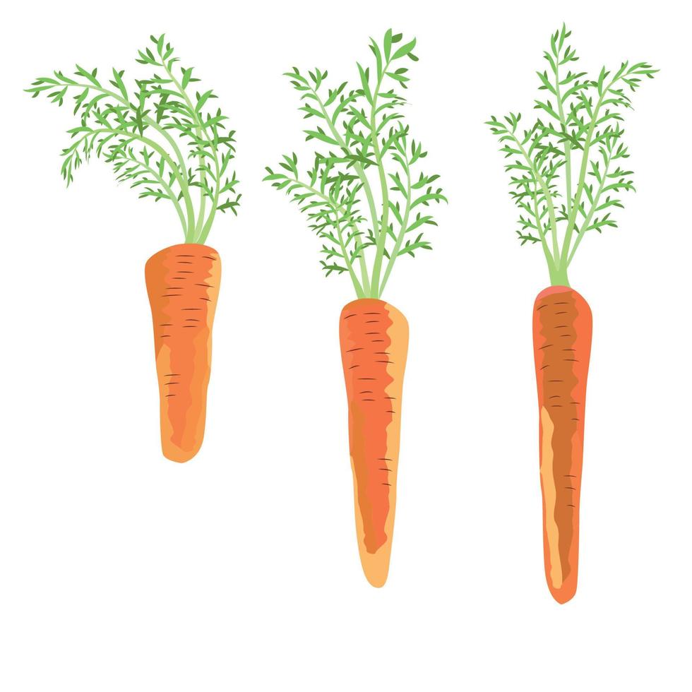 Three healthy carrots from vegetable garden. Raw food diet. vector