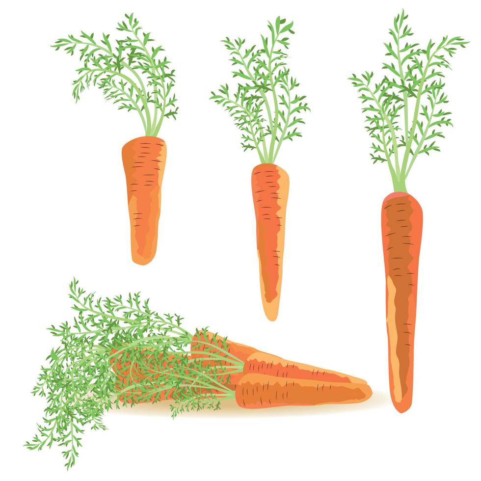 Three healthy carrots from vegetable garden. Raw food diet. vector