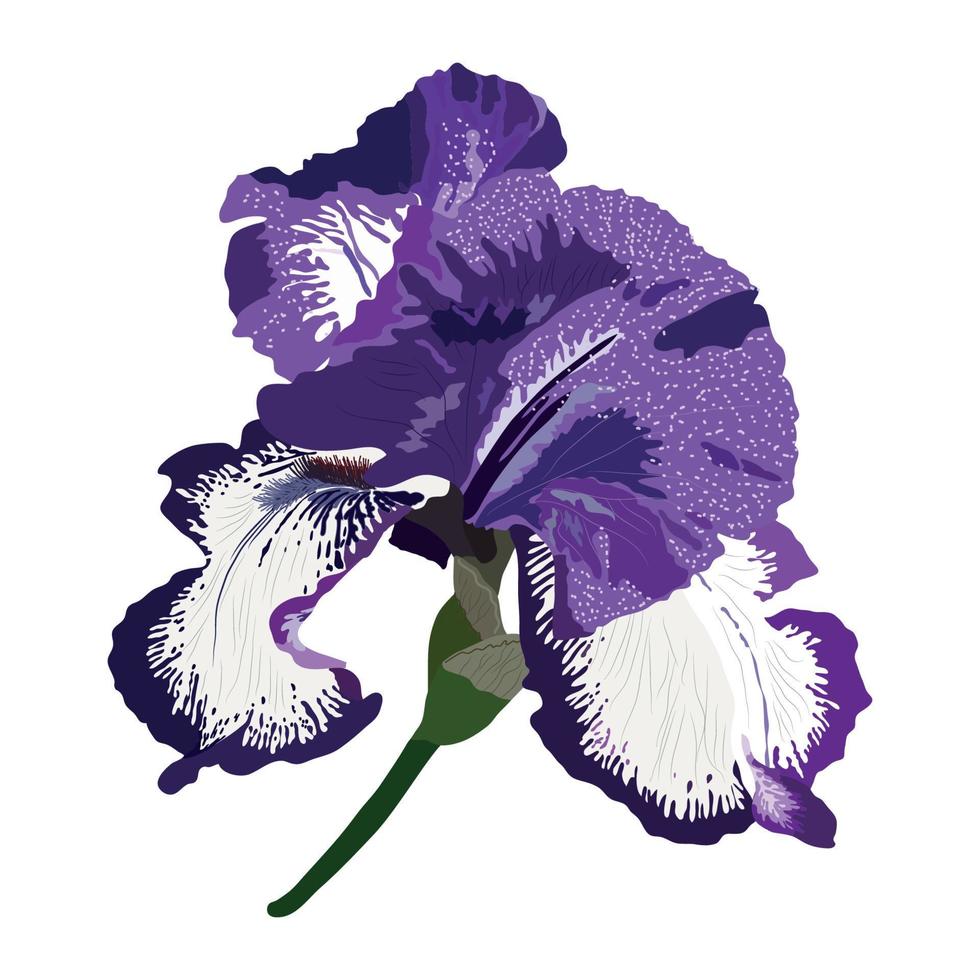 flor botánica floral de iris. flor silvestre de hoja de primavera salvaje aislada. iris aislados vector