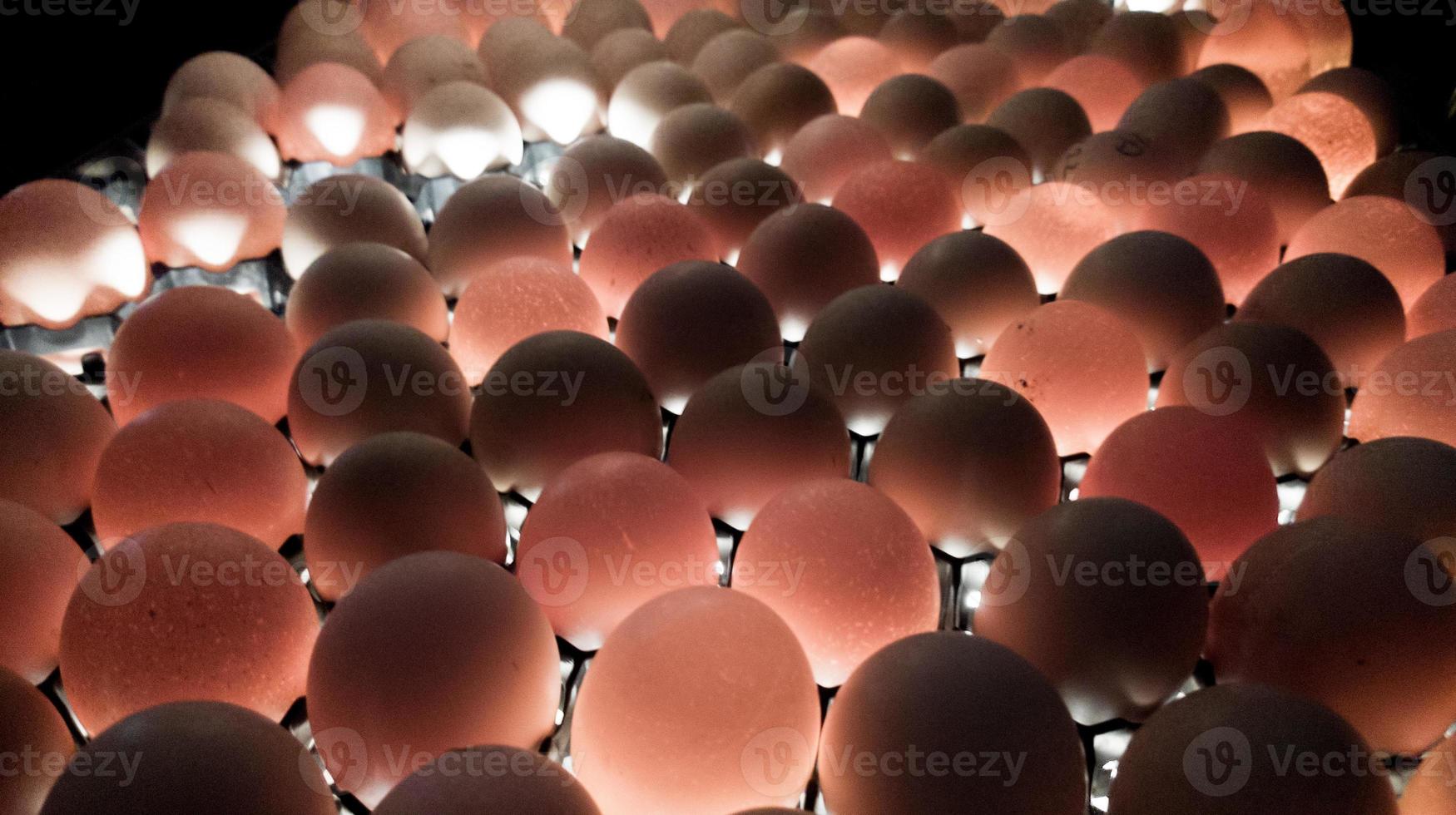 controlar el control de calidad de los huevos para incubar. foto