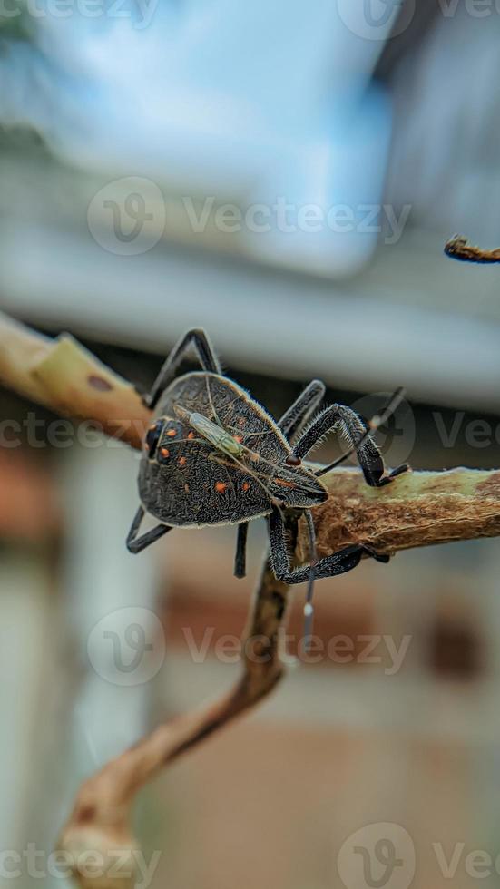 animal insect yellow spot bug yellow spot bedbug on tree photo
