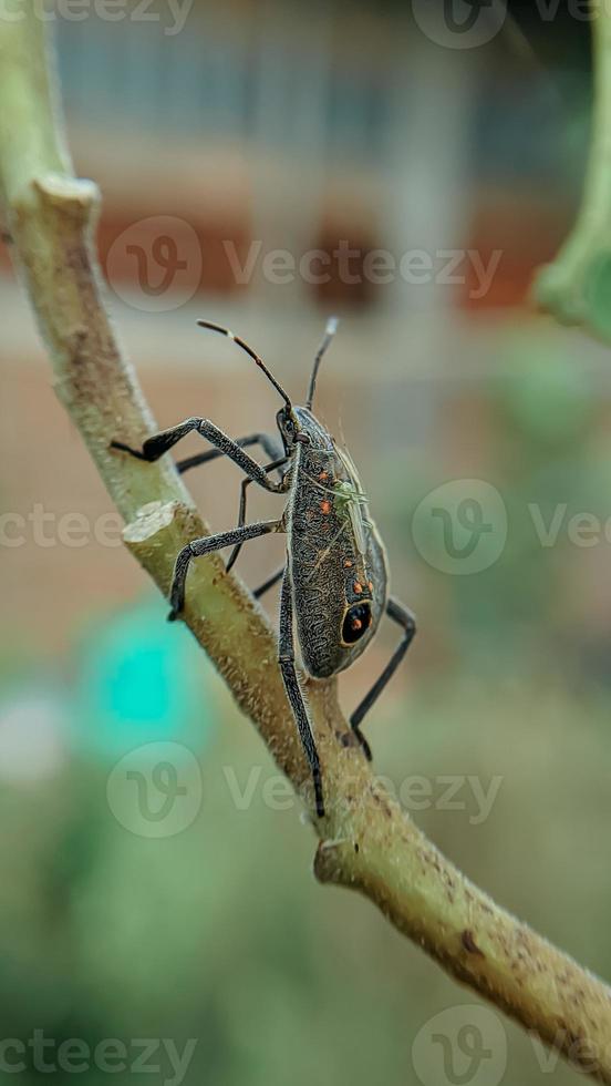 animal insect yellow spot bug yellow spot stink bug standing photo