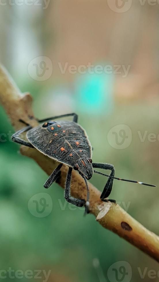 animal insect Yellow spotted stink bug yellow spotted stink bug photo