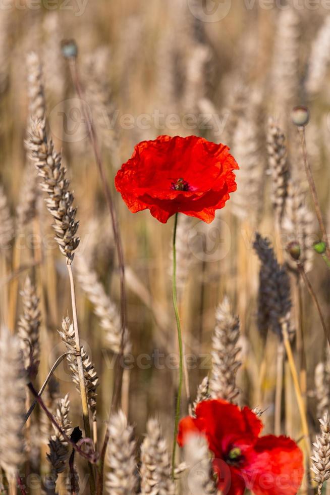 Red Poppies in a Field of Crops photo