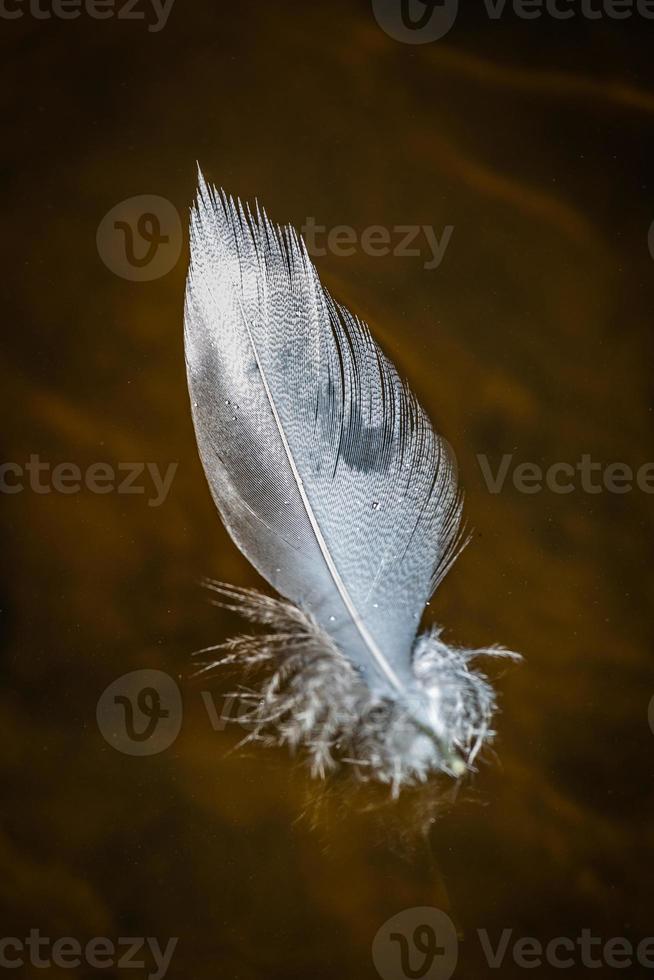 White Bird Feather on the Green Background photo