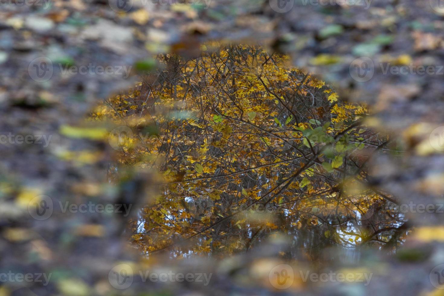 Plant Leaves in Autumn photo