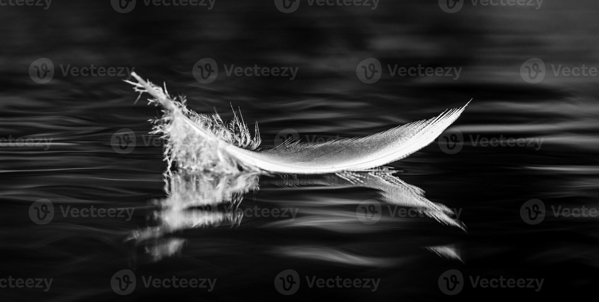 Bird Feather in Black and White photo