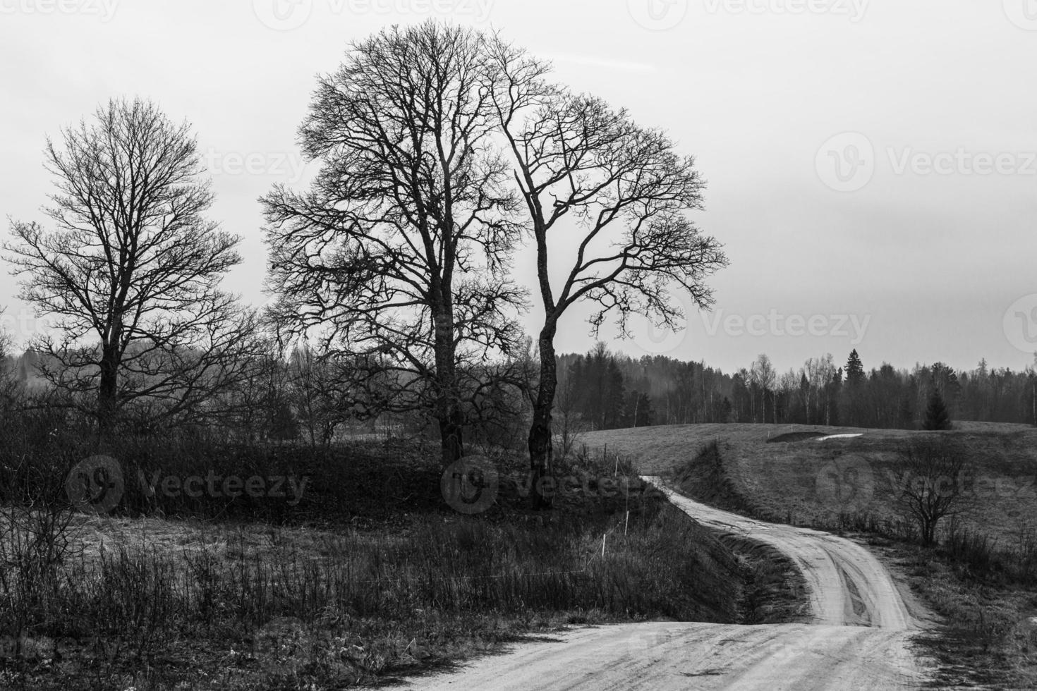 Graveled Country Road photo