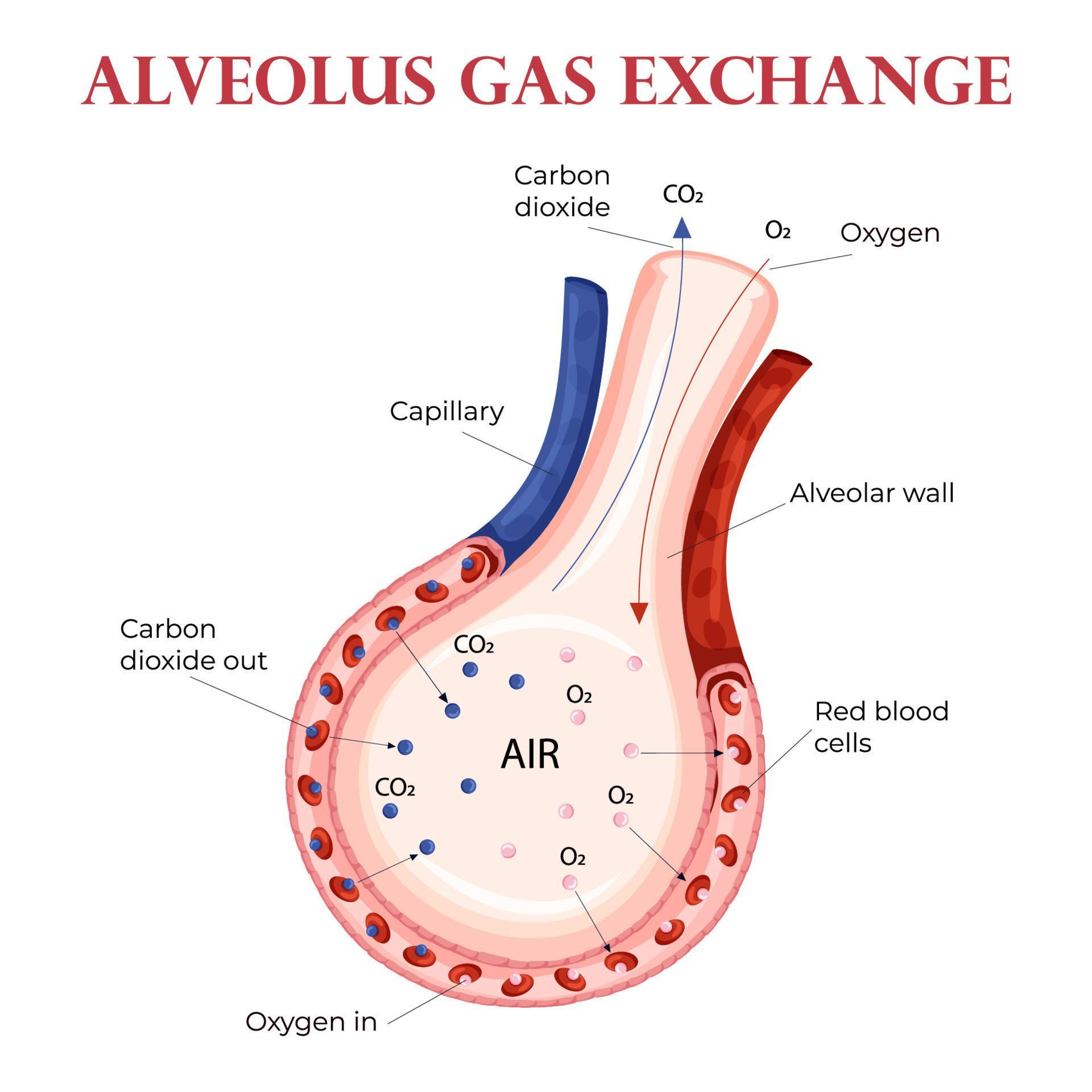 Oxygen and carbon dioxide exchange in alveolus with erythrocytes