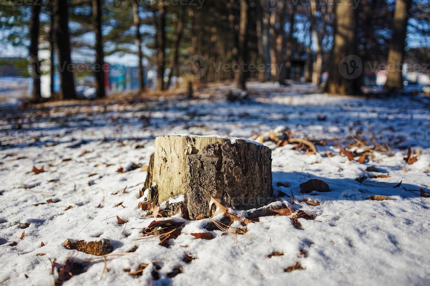 tomé una foto de la mitad de un árbol y la nieve.