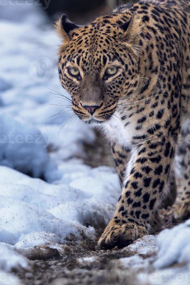 leopardo persa - panthera pardus saxicolor en invierno. foto