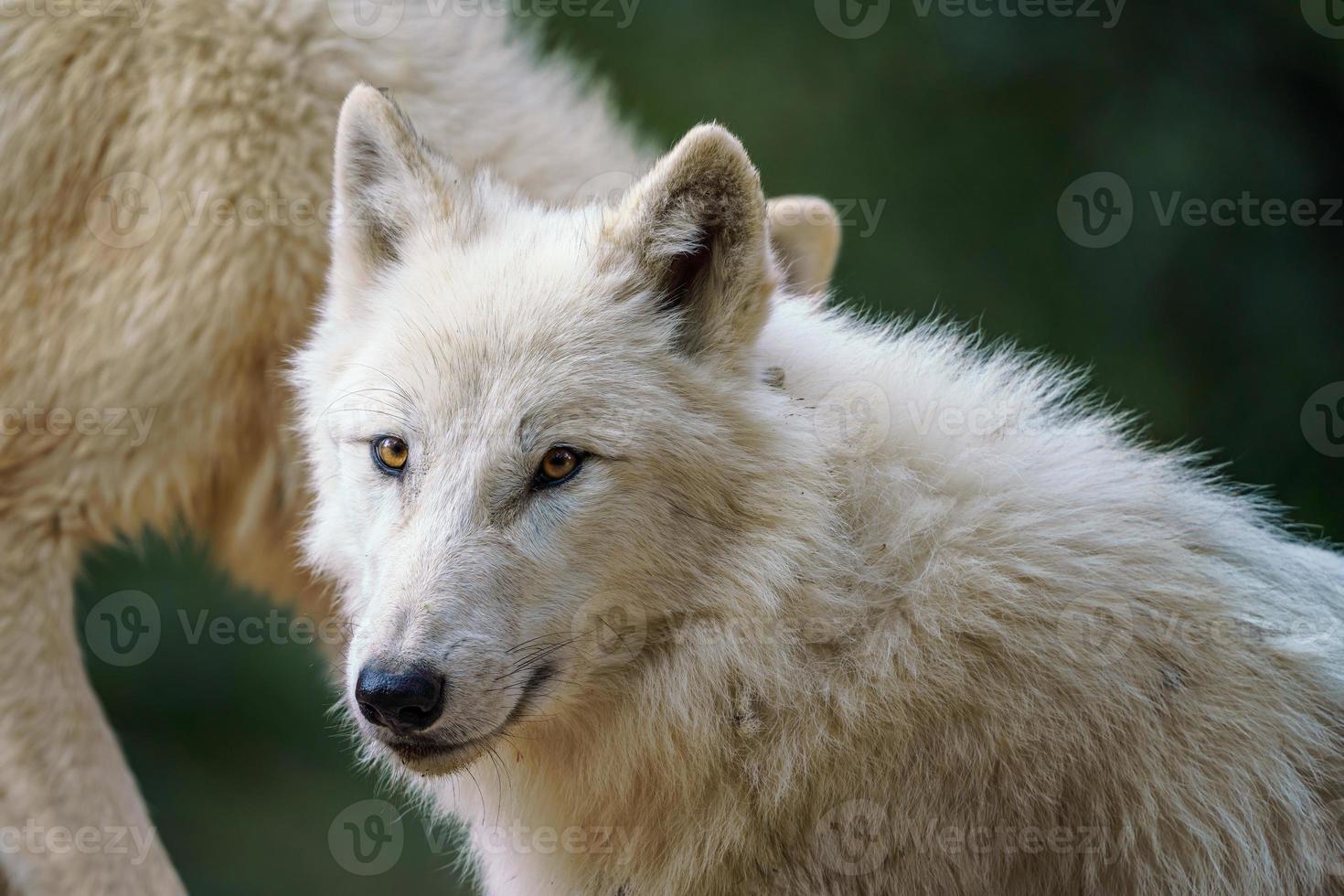 Arctic wolf - Canis lupus arctos, also known as the white wolf or polar wolf photo