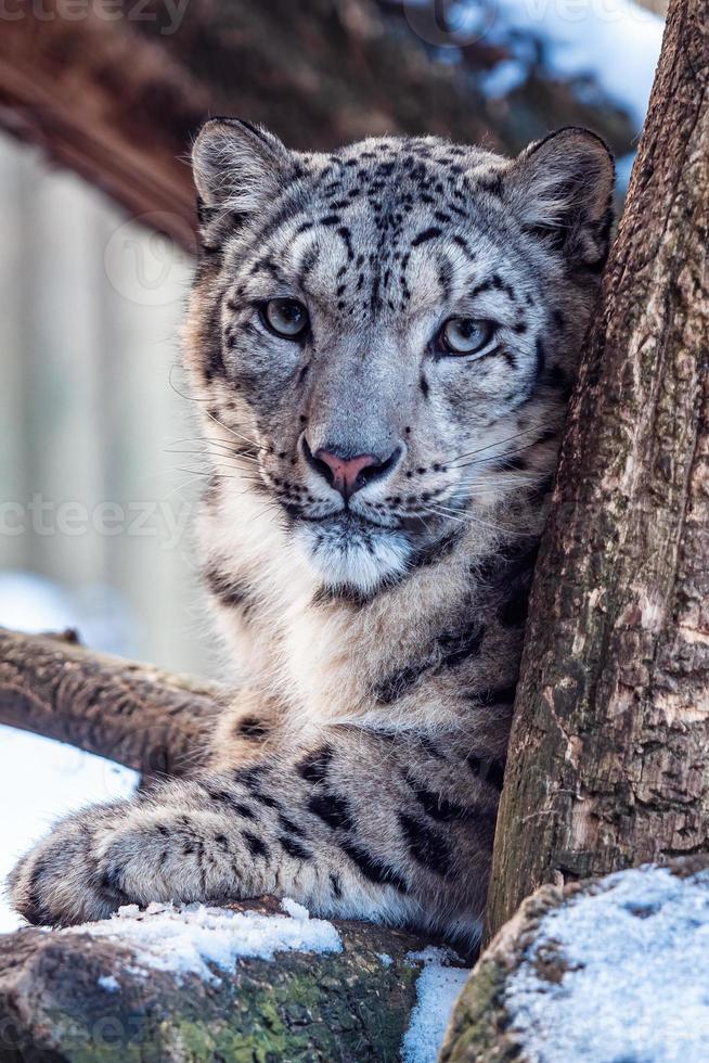 retrato de un leopardo de las nieves en invierno foto