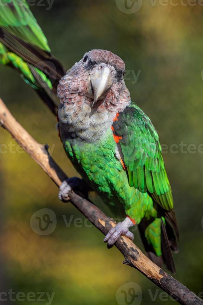Cape parrot - Poicephalus robustus exotic bird sitting on the tree photo