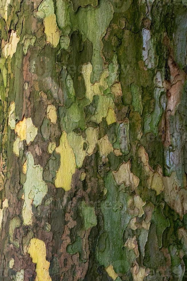 Bark of plane tree, Platanus acerifolia. Surface of sycamore. Bark tree texture background photo