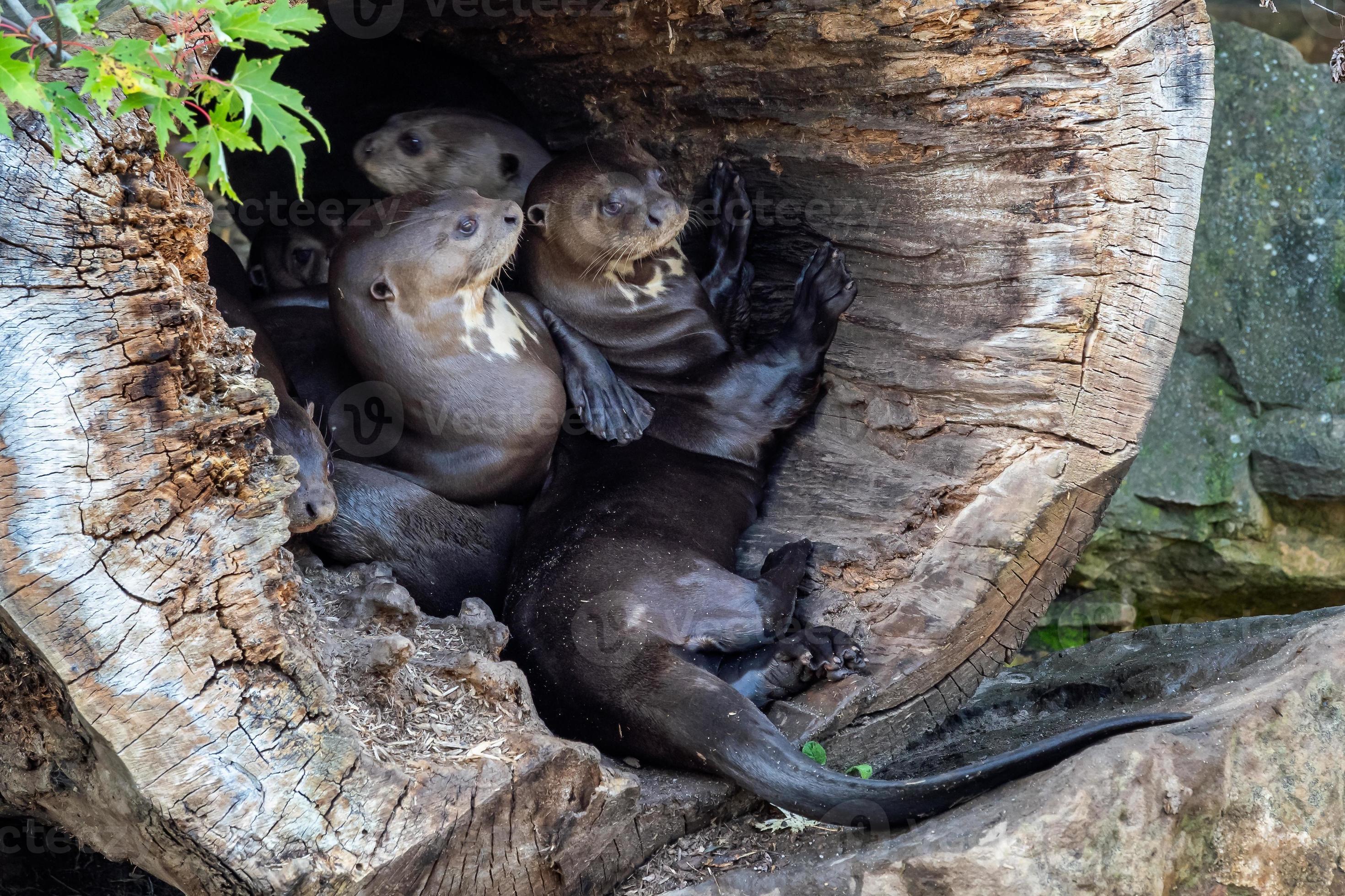 The Closest You'Ll Ever Get To A Giant Otter! - swq1xhu