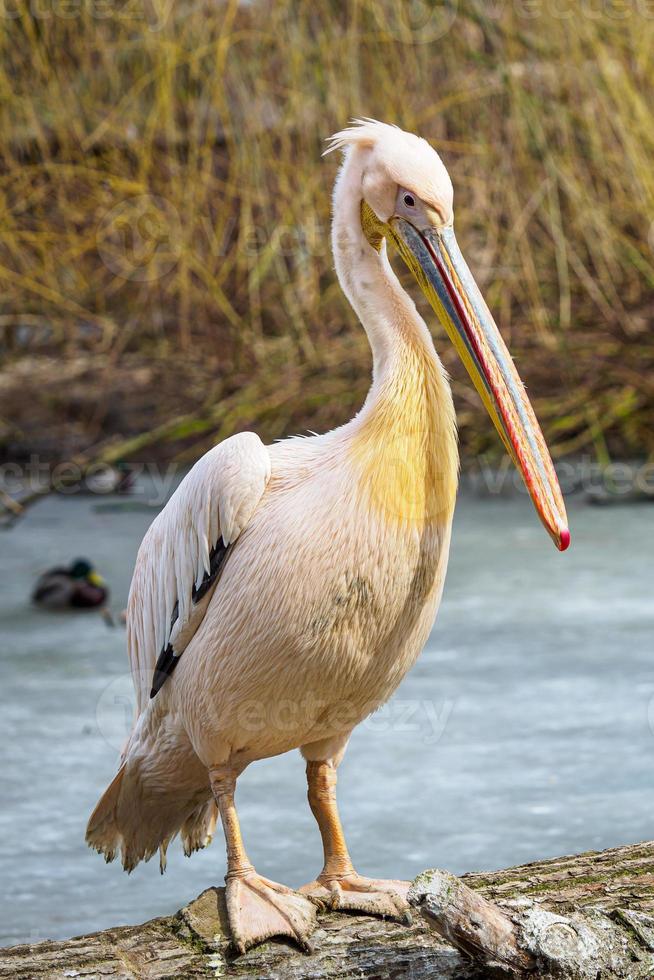 pelecanus onocrotalus también conocido como pelícano blanco oriental, pelícano rosado o pelícano blanco. foto