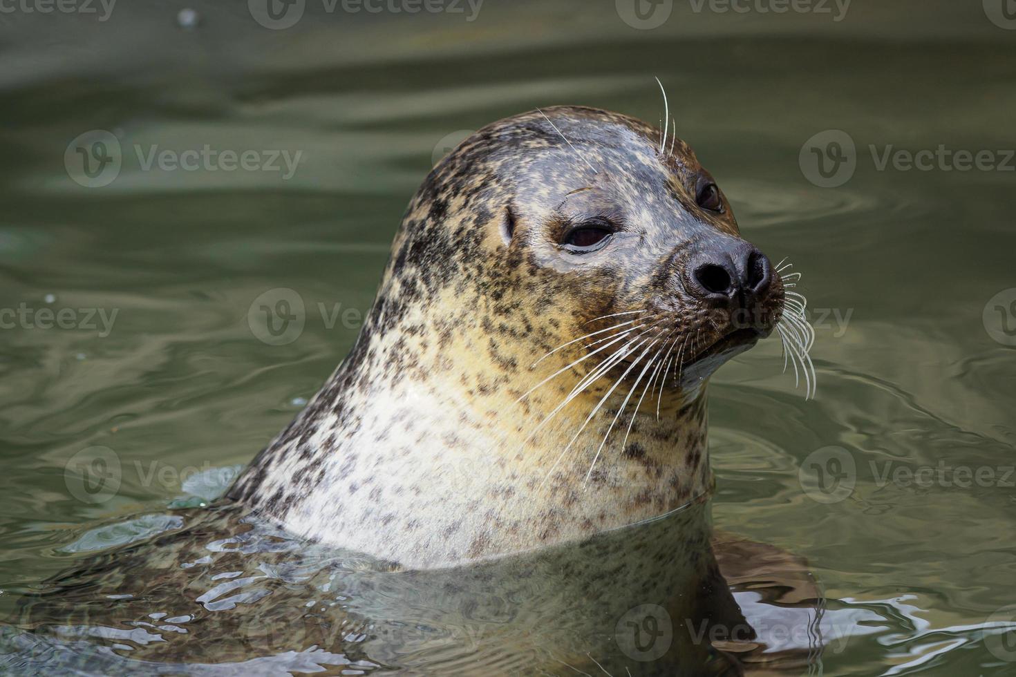 foca de puerto - phoca vitulina con la cabeza sobre el agua verde foto