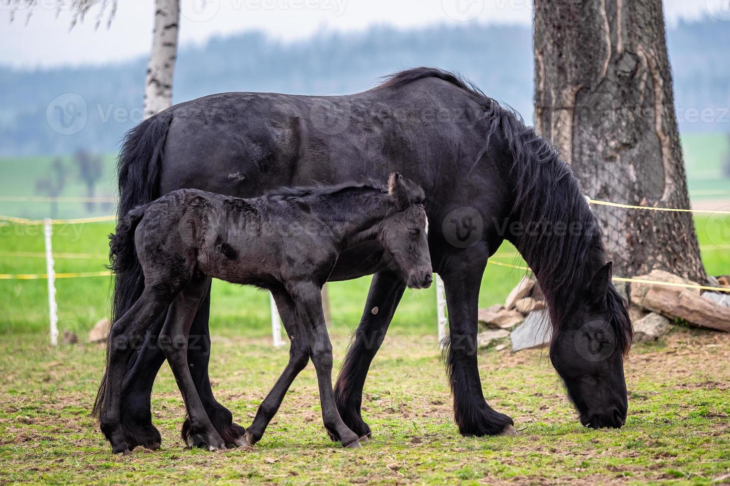 Black mare and foal in the pasture. photo