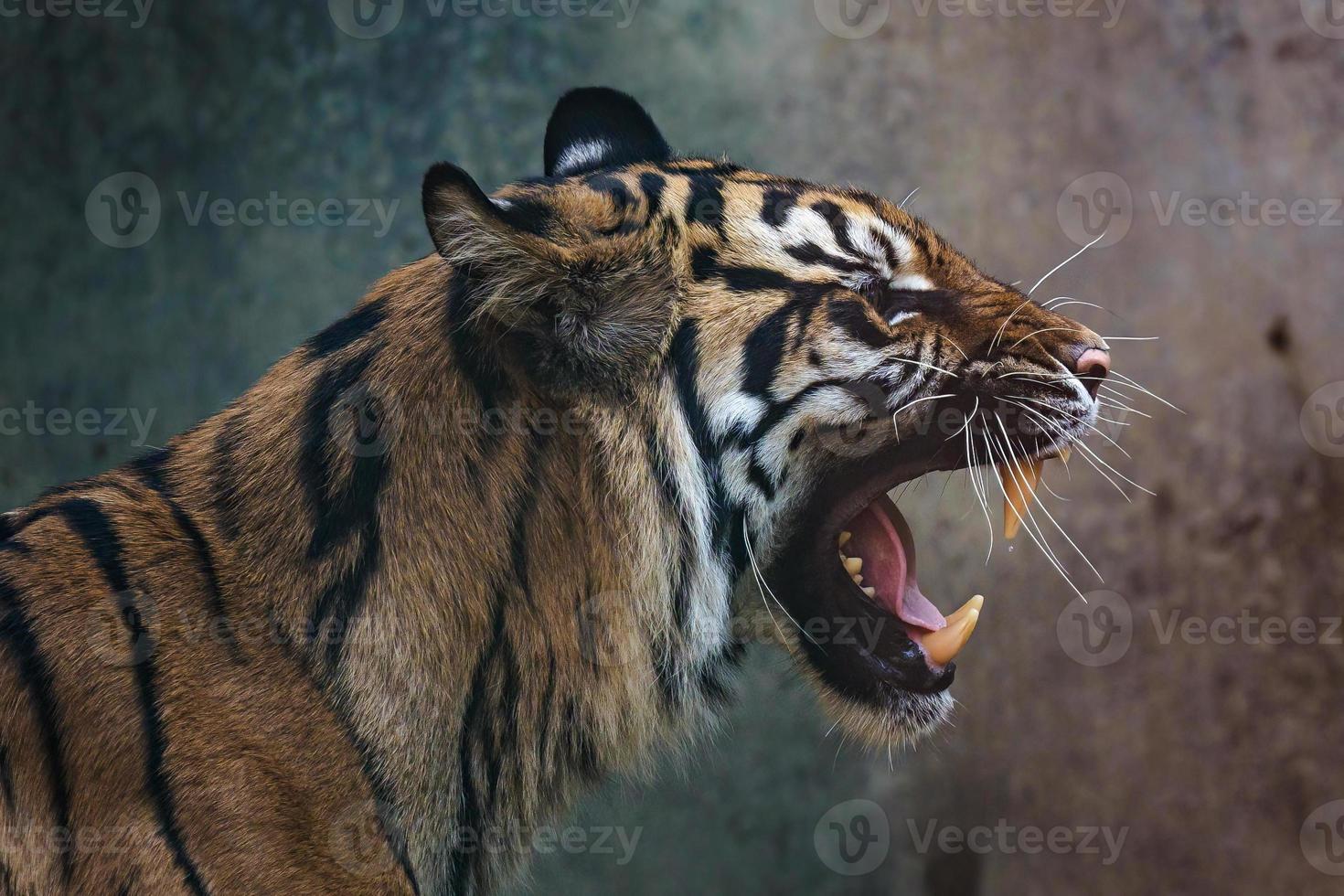 Front view of Sumatran tiger. Portrait of Sumatran tiger Panthera tigris sumatrae photo