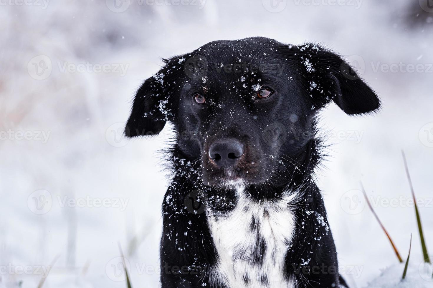 Black dog with white breastplate in winter and falling snowflakes photo