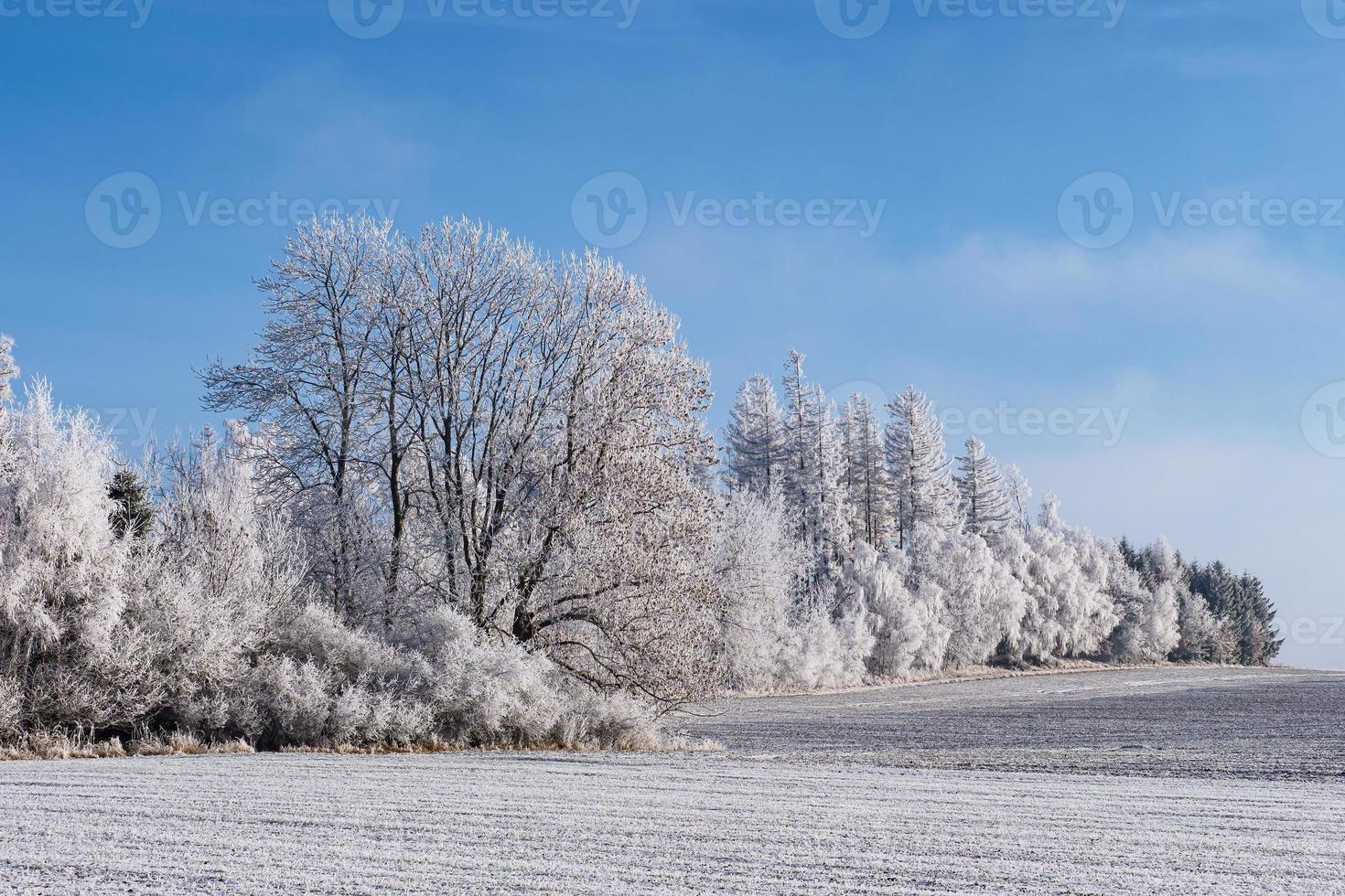 Winter landscape with trees covered with hoarfrost photo
