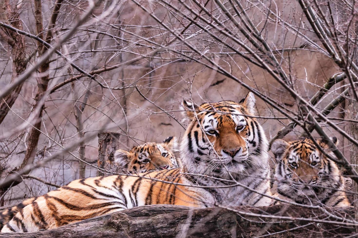 Siberian tiger with cub, Panthera tigris altaica photo