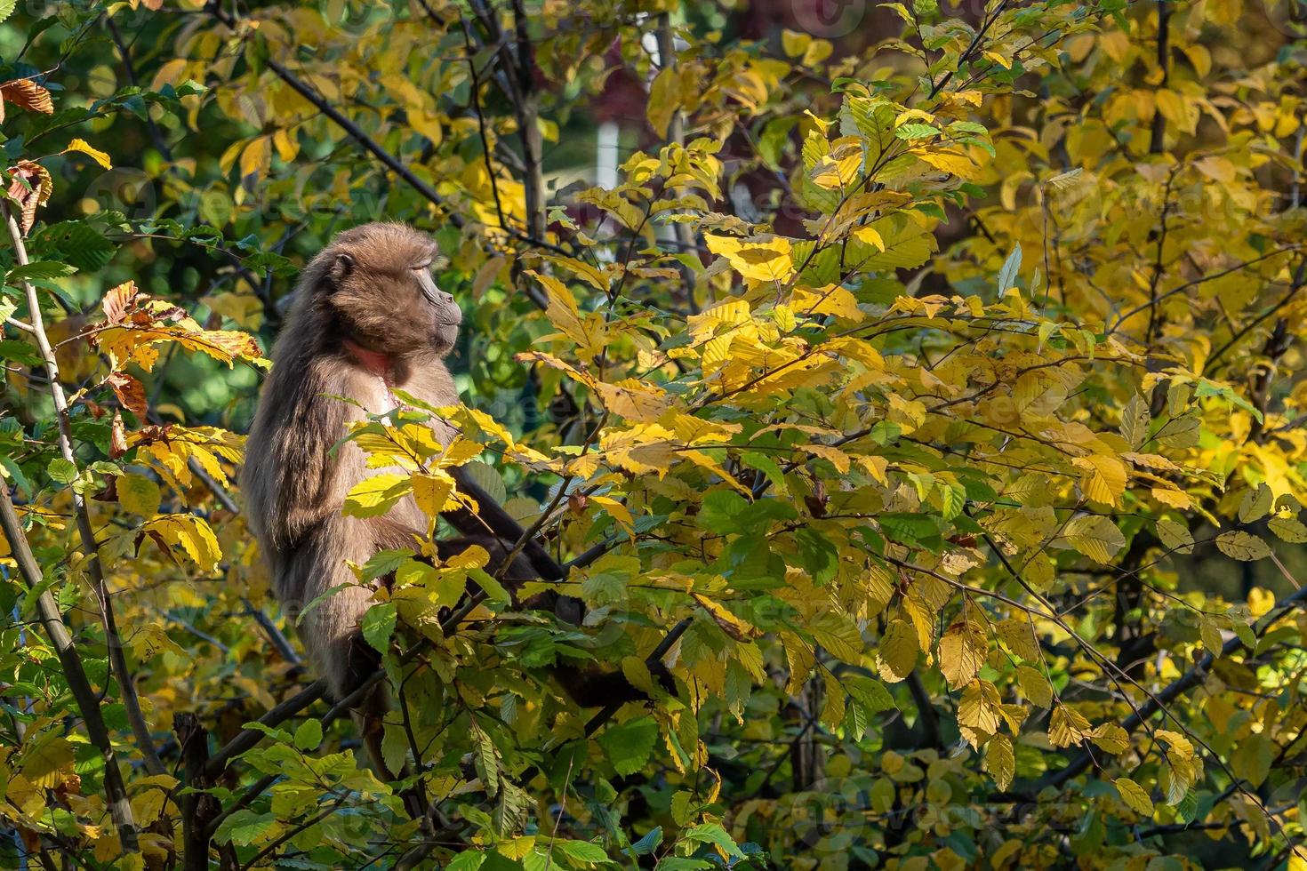 Gelada Baboon - Theropithecus gelada the monkey on branch tree photo