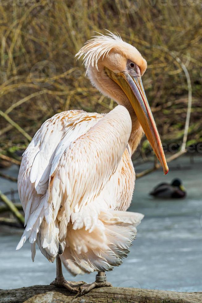 Pelecanus onocrotalus also known as the eastern white pelican, rosy pelican or white pelican. photo