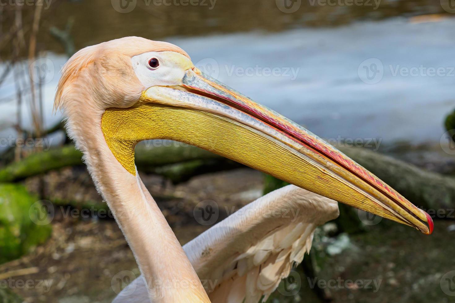 pelecanus onocrotalus también conocido como pelícano blanco oriental, pelícano rosado o pelícano blanco. foto