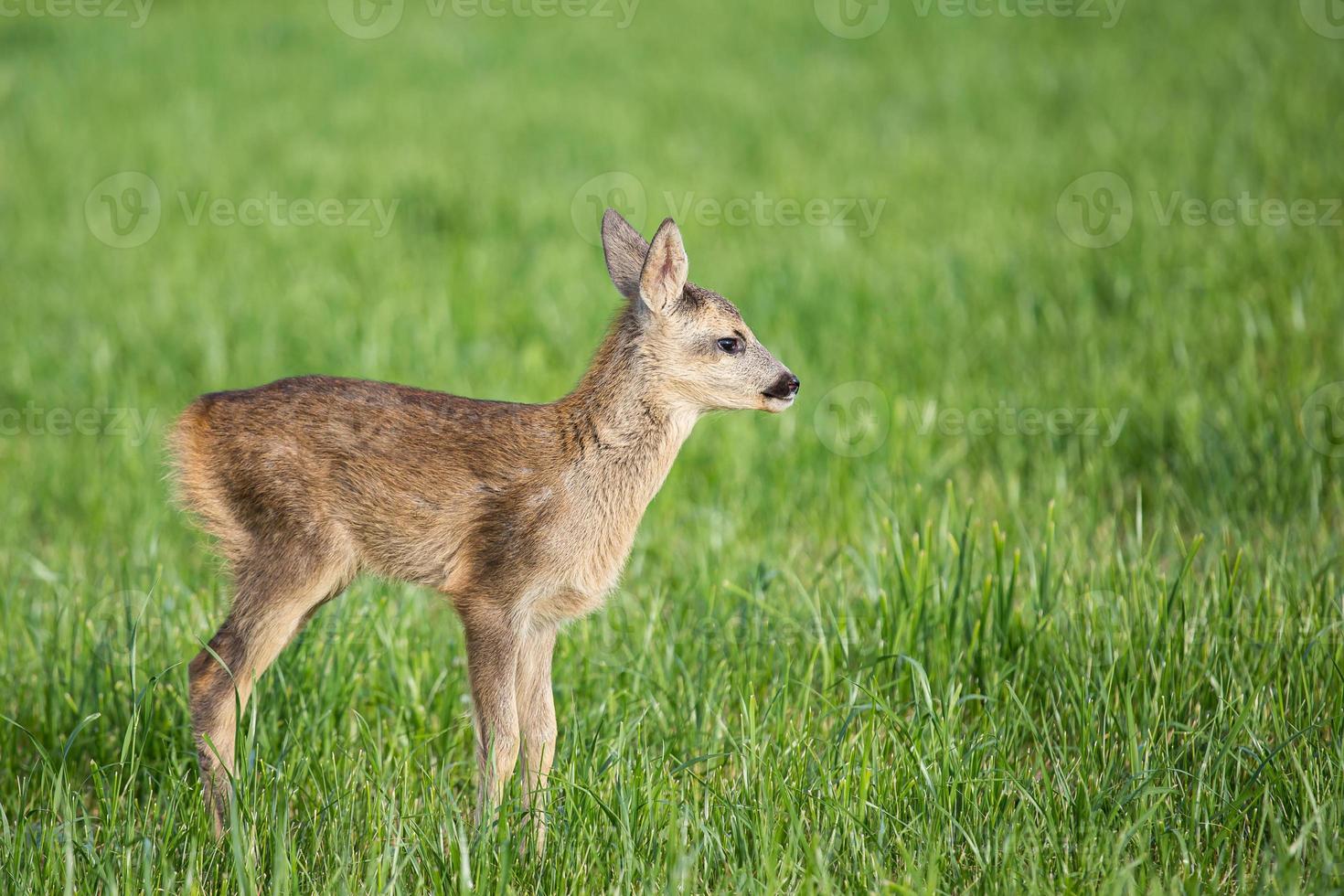 Young wild roe deer in grass, Capreolus capreolus. New born roe deer, wild spring nature. photo