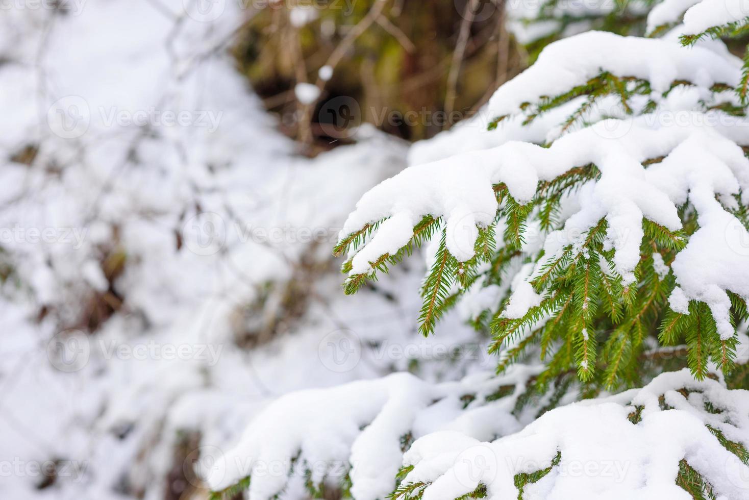 Beautiful winter green coniferous forest on the slopes of the mountains photo