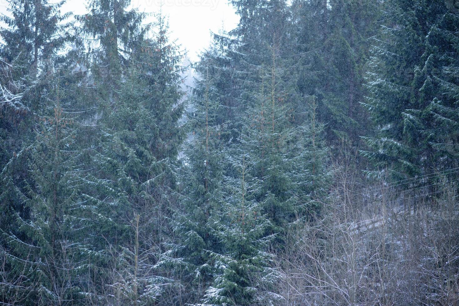 Beautiful winter green coniferous forest on the slopes of the mountains photo