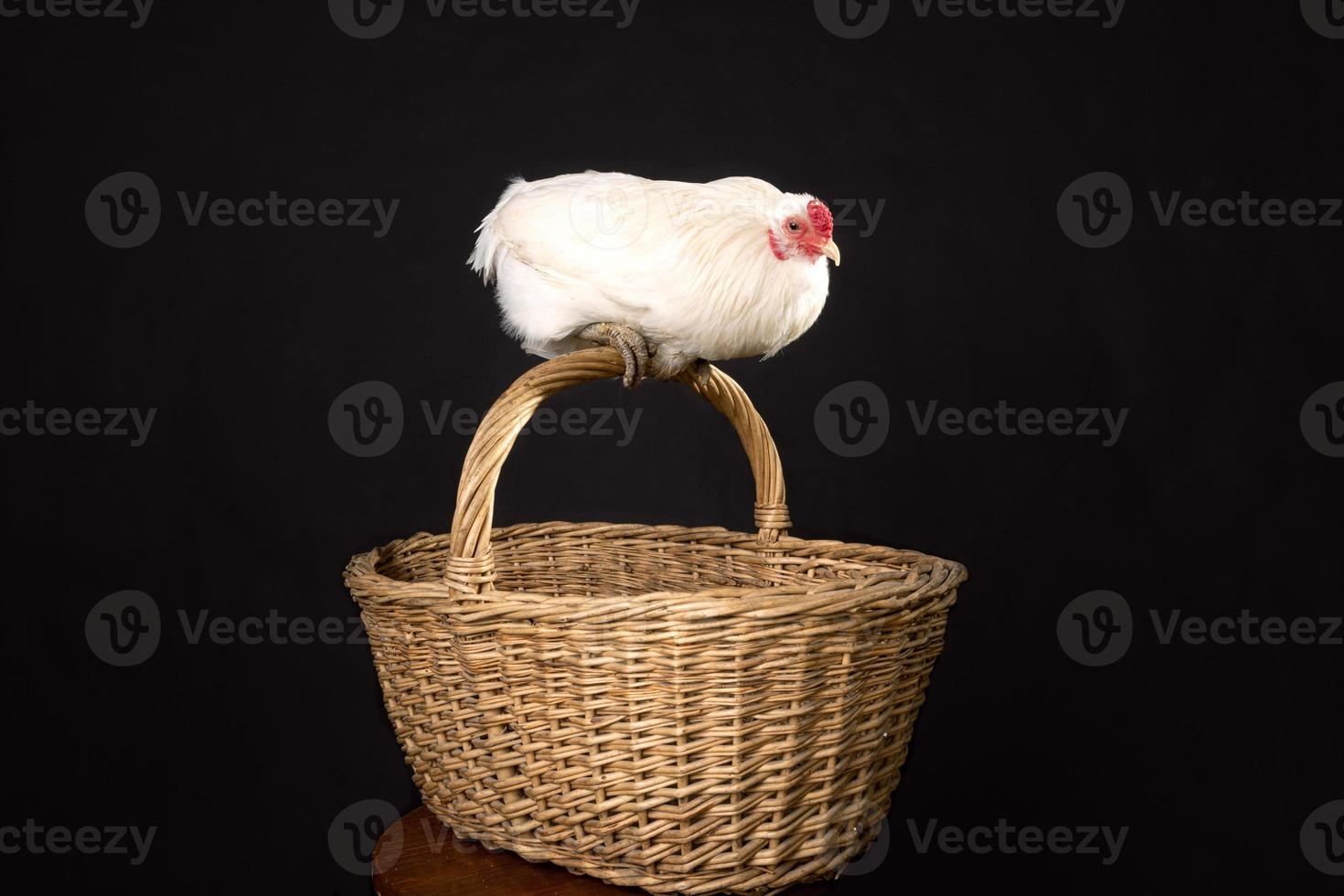 retrato de un gallo sin cola sobre un fondo negro, raza araucana foto