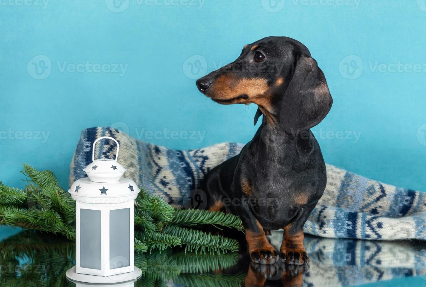 a dachshund dog in full growth in a Christmas setting. Portrait of a dog on a festive background photo