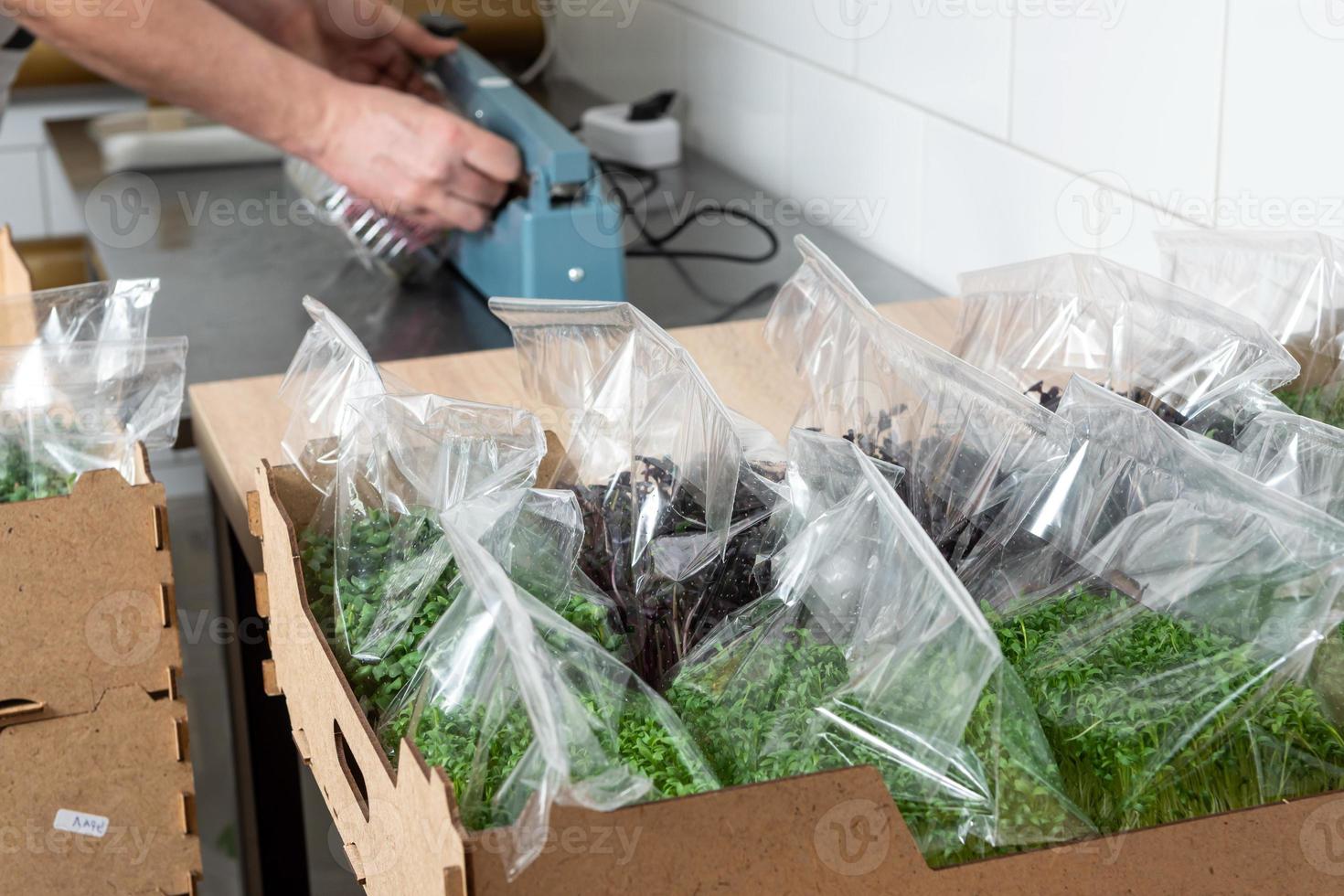 Packaging of the harvest of micro-green peas for sale in the supermarket. Production of environmentally friendly vitamin nutrition, blurred focus photo